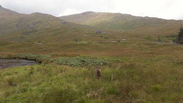 A Red Deer Stag in the Scottish Highlands alt