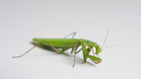 Closeup of Mantis Scrubbing Foot alt