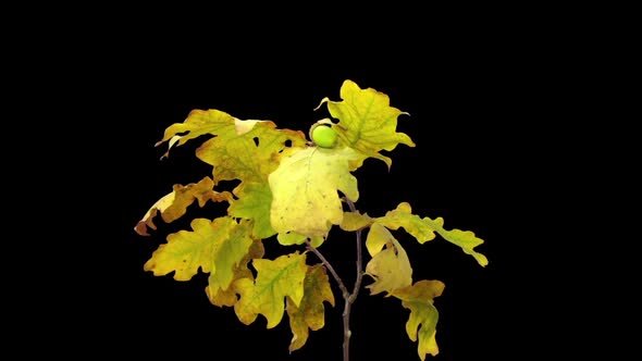 Time-lapse of drying Oak leaves alt