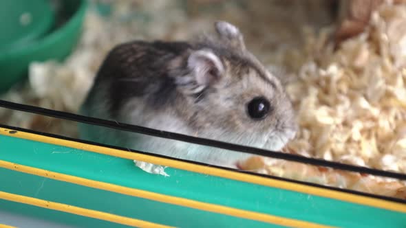 Funny Hamster Peeking Out of Cage with Sawdust Looking for and Eating Food Selective Focus