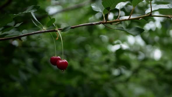 A Branch with Red Cherries with Water Drops Stagger in the Wind