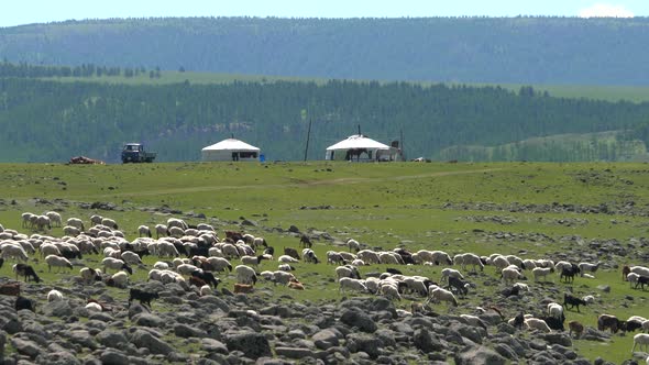 Mongolian Tents in the Background, While a Crowded Flock of Sheep Passes in the Foreground alt