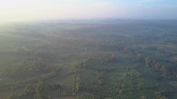 Sunlight Above Trees Growing in Udawalawe National Park alt