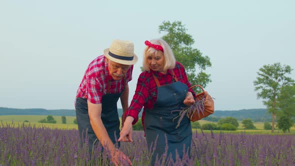 Senior Man Woman Grandfather Grandmother Farmers Gathering Lavender Flowers on Summer Field Garden alt