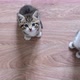 Two Kittens Waiting for Food - VideoHive Item for Sale
