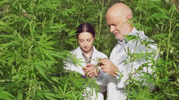 Professional researchers analyzing hemp plants in a field