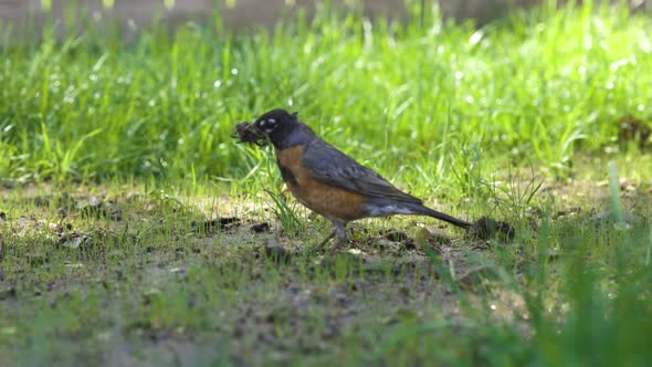 Robin bird is searching for warms in the warm spring weather alt