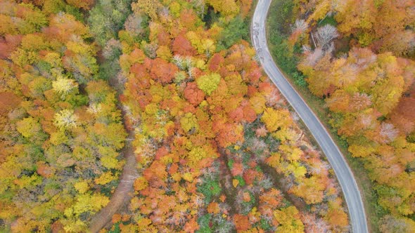 trees and pathway in red and orange colors in autumn, great autumn day alt