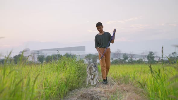 Asian boy leads his dog to walk in the fields, rice fields. alt