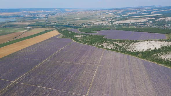 Morning Large Field with Lavender That Bloomed in the Summer in the Crimea alt
