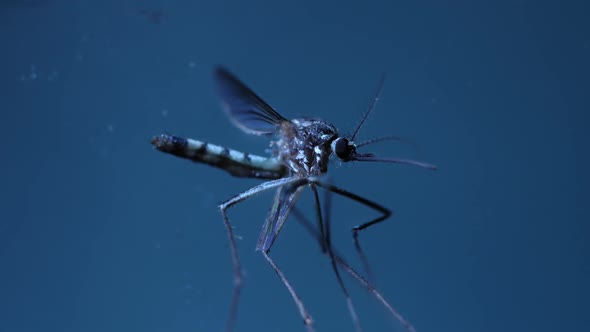 Mosquito Analysis 
