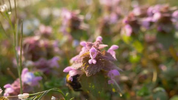 Bumblebee Pink Flower Meadow