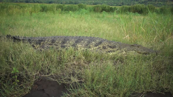 Slowmotion of African Wild Crocodile lying Still in Grass. Noement. Ready to attack alt