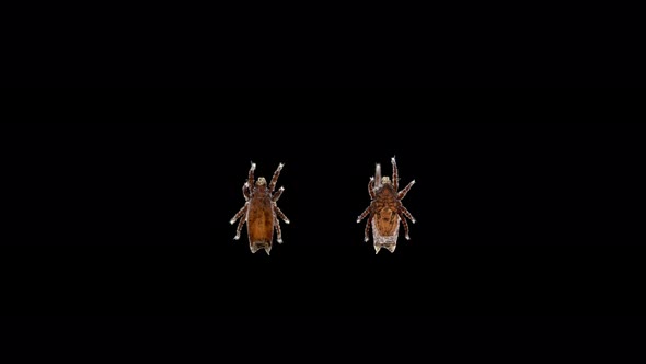 Mite Acari of Superfamily Crotonioidea Under a Microscope Order Oribatida alt