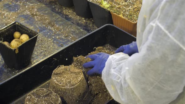 A Person Pulls Ripe Potatoes Out of the Soil and Puts It in a Bucket alt