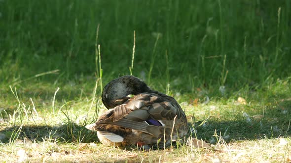Duck cleaning its brown feathers