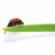 Ladybug on Green Blade of Grass - VideoHive Item for Sale