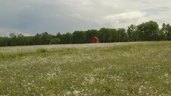 Aerial over tops of wildflowers in fallow field cabin sits alone alt