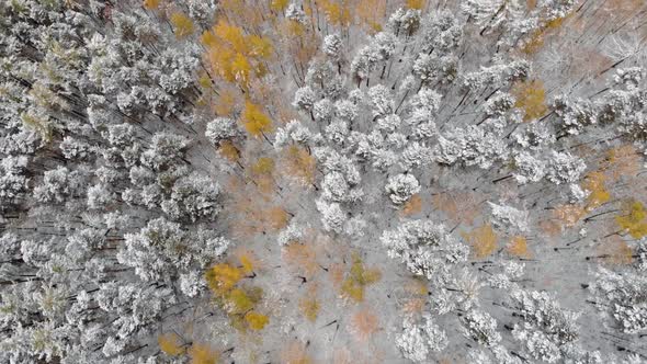 Snowcovered Trees Mixed with Autumn Forest
