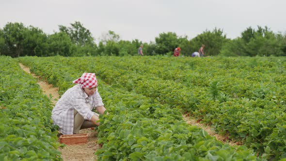 Young Woman Farmer Picking a Harvest of Ripe Strawberries on a Plantation alt