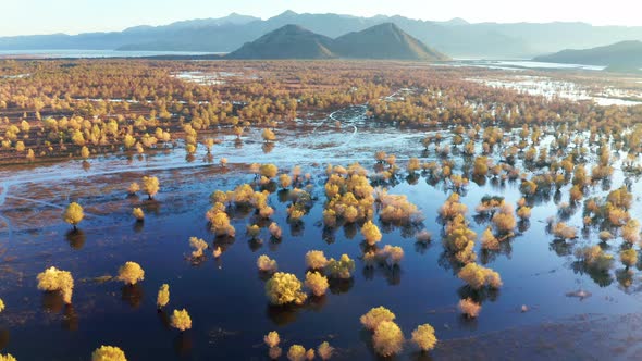 Yellow trees in the blue water in autumn, on the flooded fields. Swamp and wetland by Lake Skadar. alt