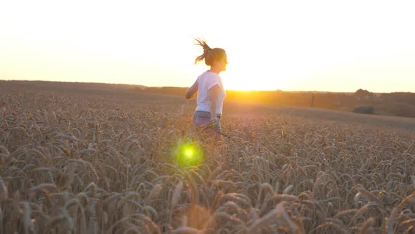 Happy Woman Holding Wheat Stalks in Hand and Jogging with Her Siberian Husky on Leash Through Cereal alt