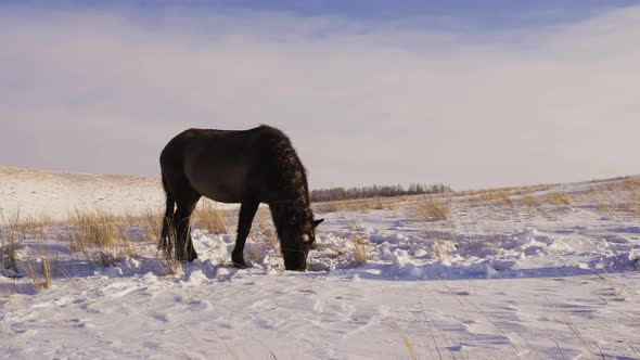 A Herd of Horses in Winter
