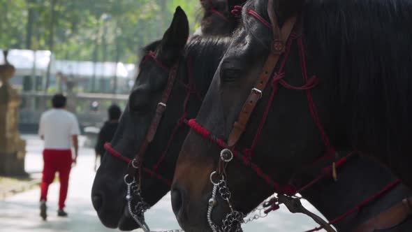 Beautiful brown Horses stand silent and still in Mexico City with rein and rope attached. Police hor alt