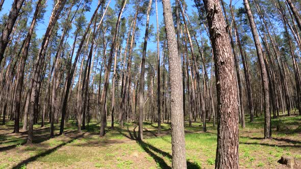 Walking Through the Forest with Pine Trees During the Day POV Slow Motion alt