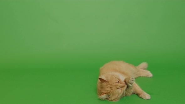Lazy Longhair cat