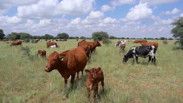 Free Range Cattle Grazing On A Rural Farm alt