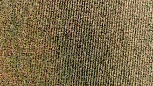 Agricultural industry concept: aerial footage of a corn field. Full stationary drone rotation.