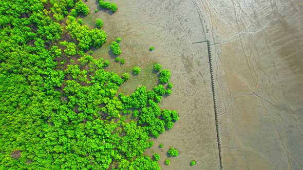 4K : Aerial view over beautiful mangrove forest. mangroves along the coastline alt