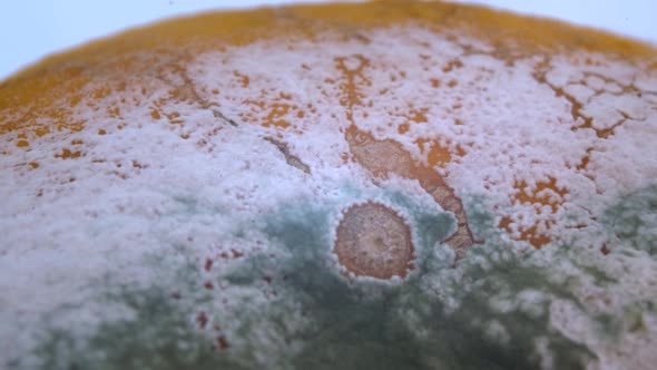 Tangerine with mold alt