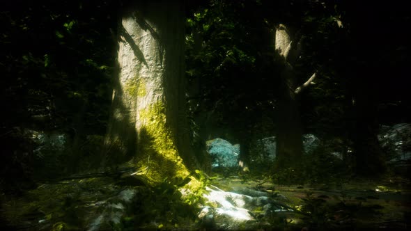 Wilderness Landscape Forest with Trees and Moss on Rocks alt