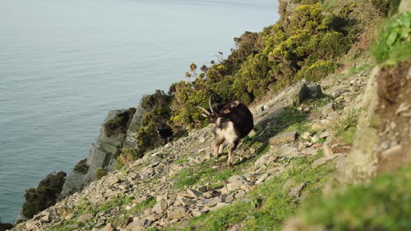 Pair Of Feral Goats Grazing Under Sunlight By The Coast Of Valley Of The Rocks, North Devon In Engla alt