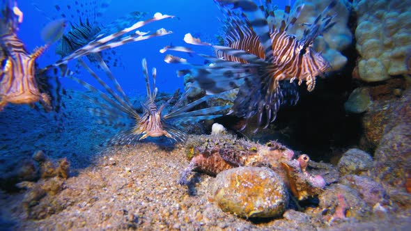 Underwater Walkman Scorpionfish and Lionfish alt