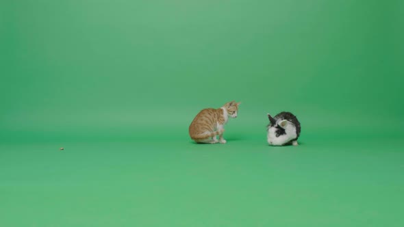 Cute rabbit and a small cat alt