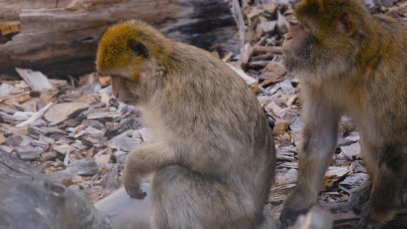 Two Barbary macaques sit peacefully on ground by logs, close view alt