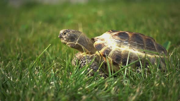 Turtle on the Grass