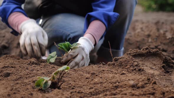 A Farmer Plants a Bush of Young Strawberries in the Ground.