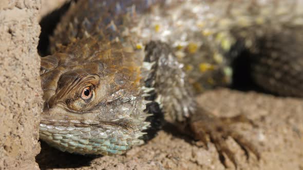 Desert Spiny Lizard Looks Around and Runs Away alt
