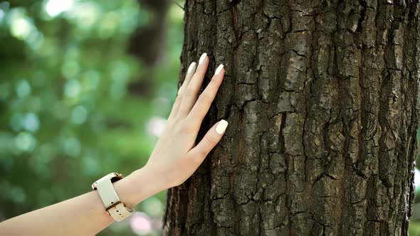 Girl Gently Touch Tree Bark. Woman Enjoying In Wood. Female Hand Strokes Bark Of Pine. alt