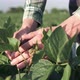 Agronomist&#39;s hands with soybean pods, soybean plants against the backdrop of sunlight - Agribusiness - VideoHive Item for Sale
