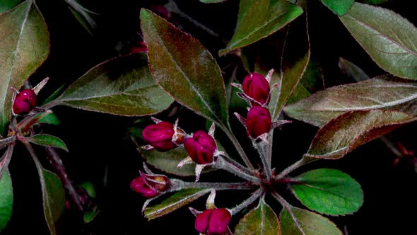 Crab Apple Fuchsia Flower Blooming in Time Lapse On a Black Background. Fruit Trees in Spring alt