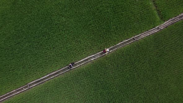 Aerial View of a Man and a Woman Walking Along a Path Between Rice Plantations in an Asian Village