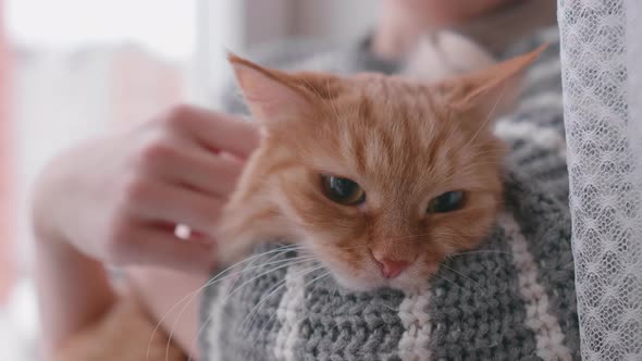 Woman Stroking Cute Ginger Cat alt