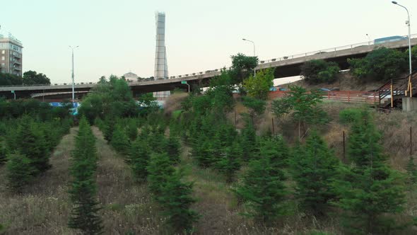 Fir Tree Plantations In Tbilisi City Center