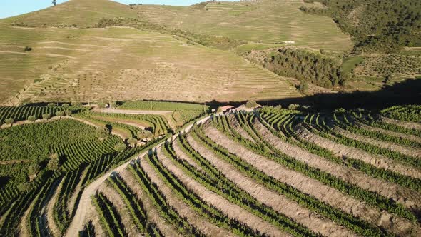 Turning slowly to reveal a hillside covered in terraces of vines in the Douro Valley. Aerial, 4K. alt