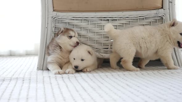 Cute Siberian Husky Puppies Playing In A Room Slow Motion alt